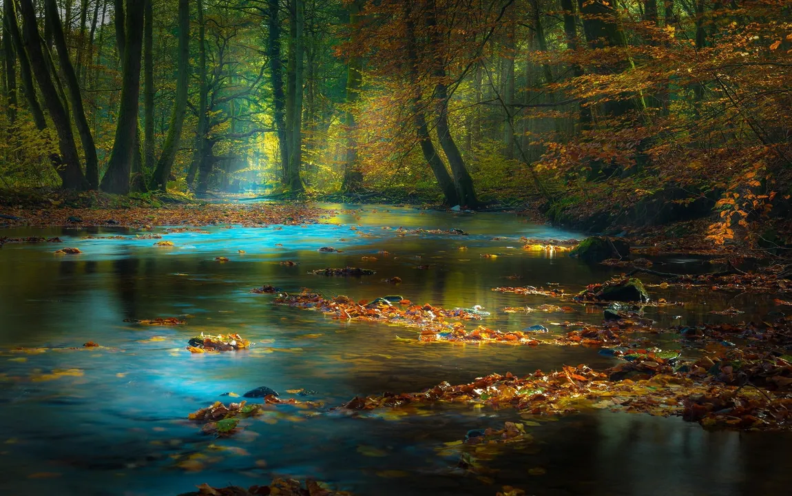 Autumn Forest Reflection