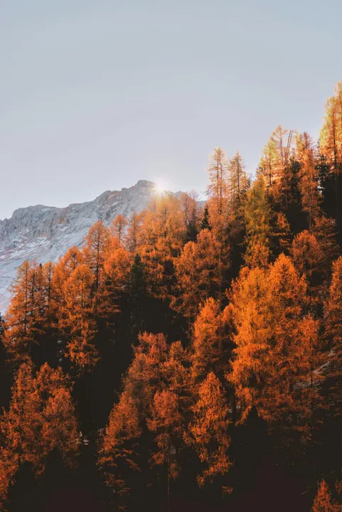 Autumn forest with mountain
