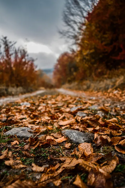 Autumn path with fallen leaves