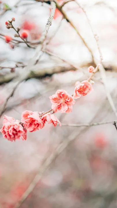 Blush of Early Spring