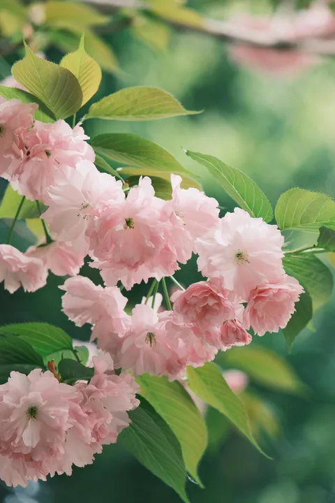 Blush of Spring Renewal