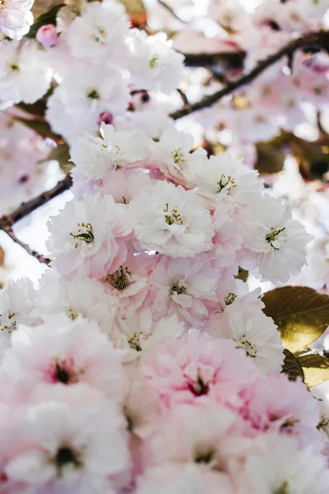 Cherry blossoms close-up