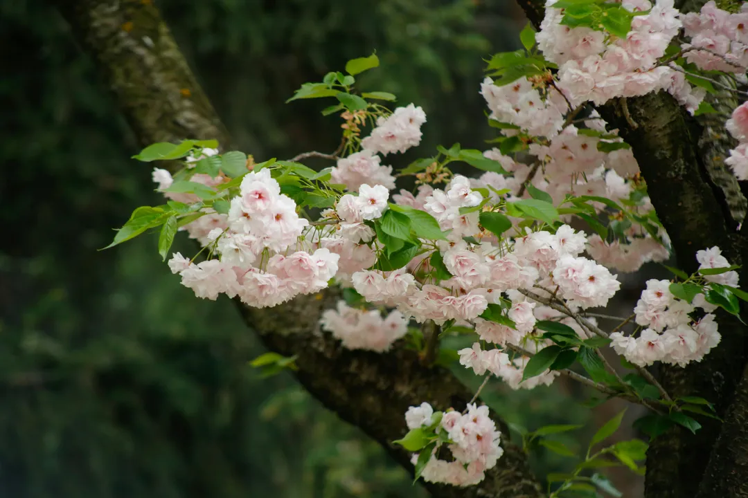 Cherry blossoms on tree