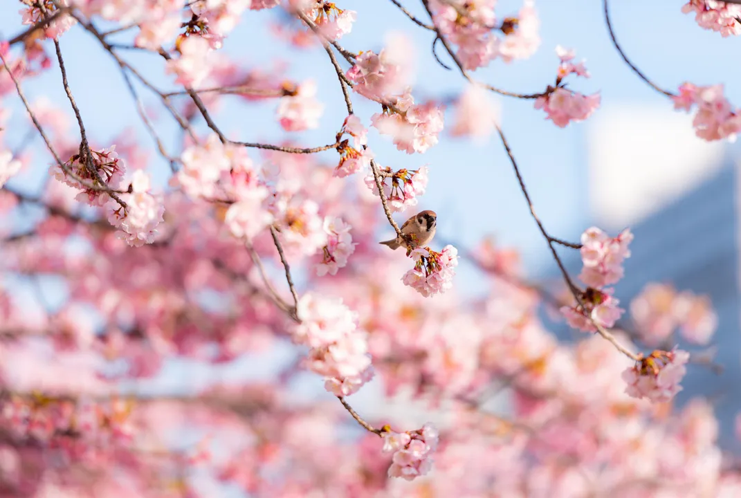 Cherry blossoms with a bird