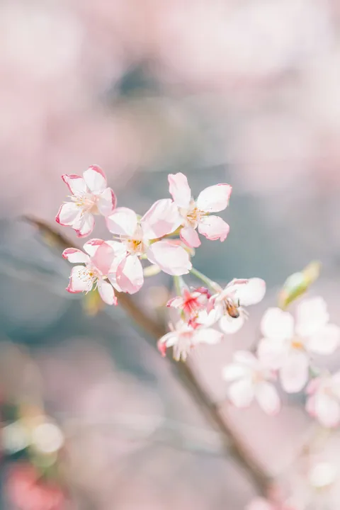 Cherry blossoms with bee