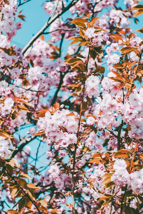Cherry blossoms with pink tones