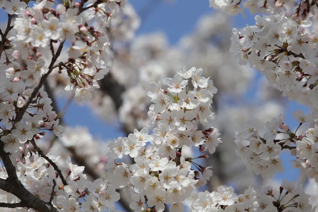 Cluster of white spirea flowers