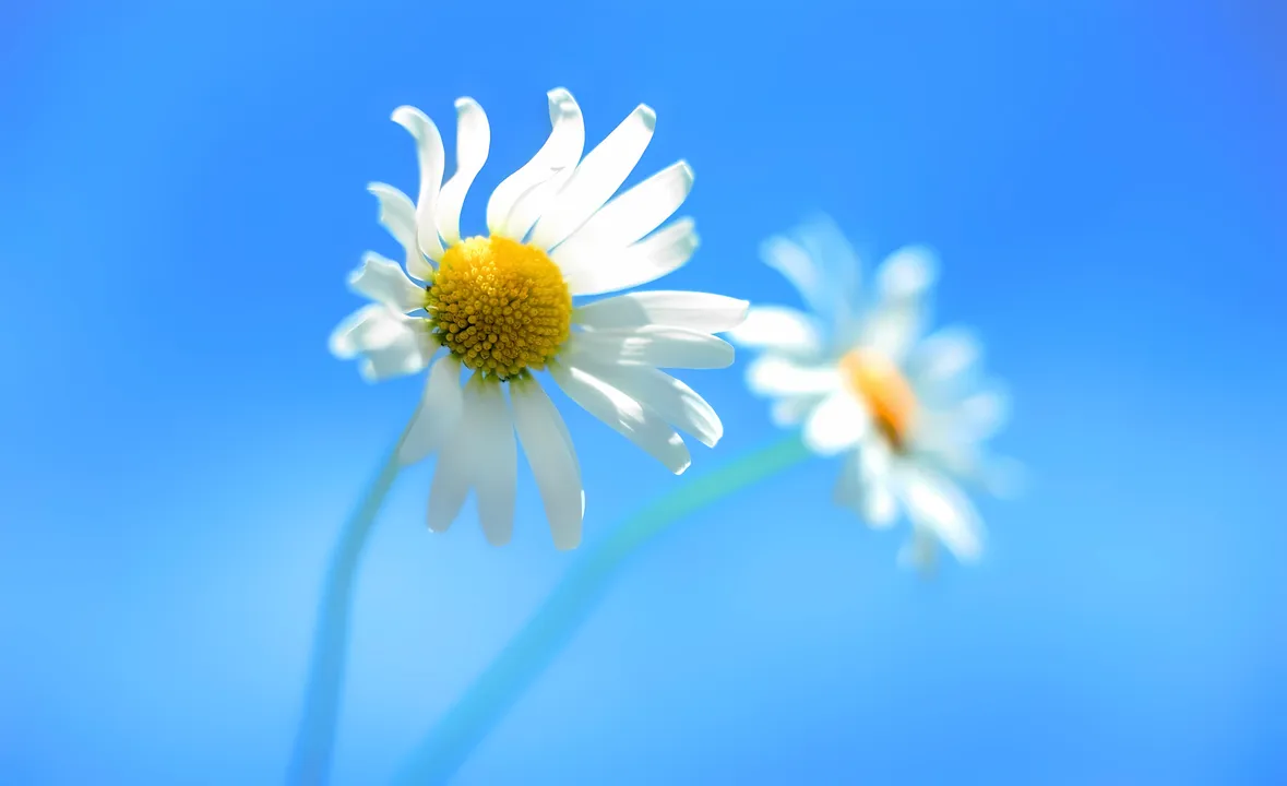 Daisies against blue sky