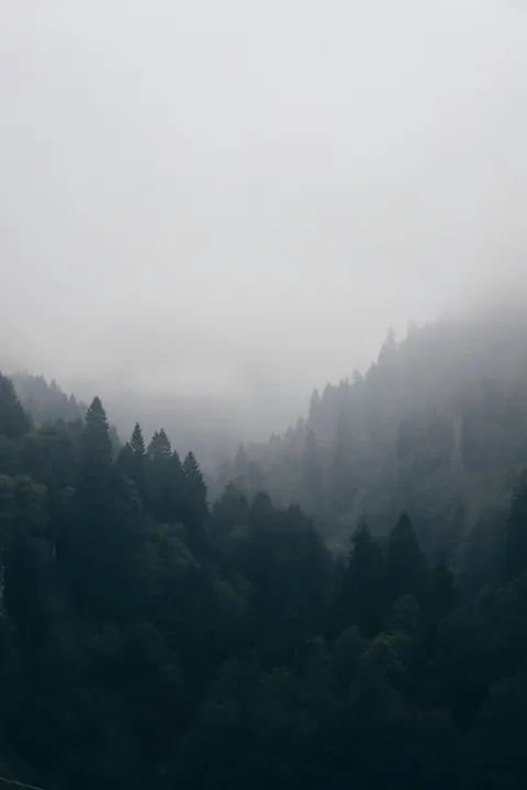 Foggy forest landscape