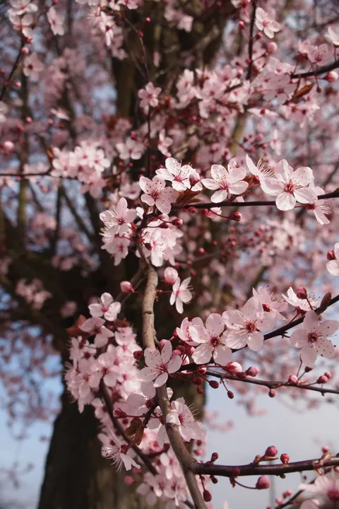 Full cherry blossom tree
