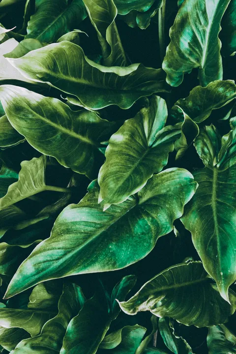 Green tropical leaves