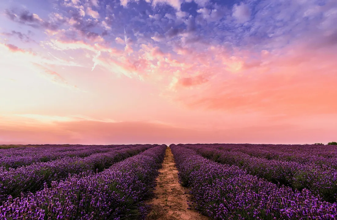 Lavender field at sunset