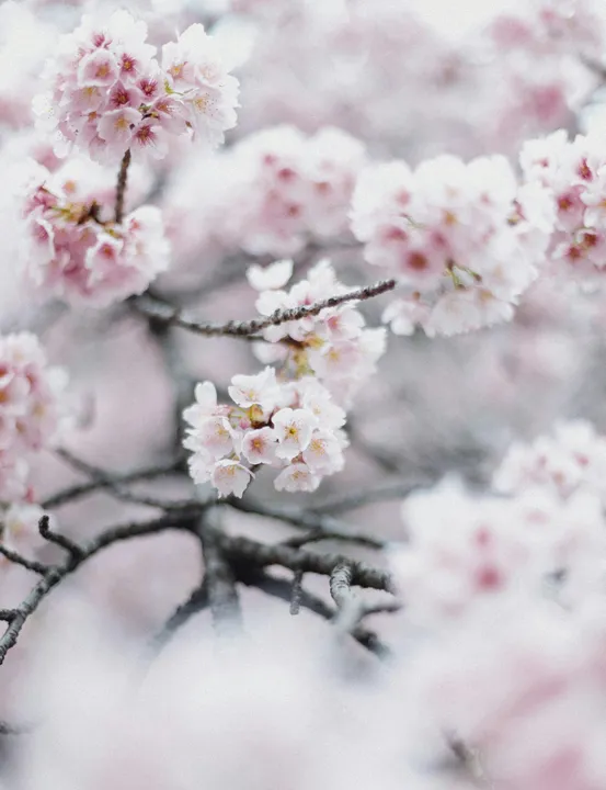 Misty Blossom Dream