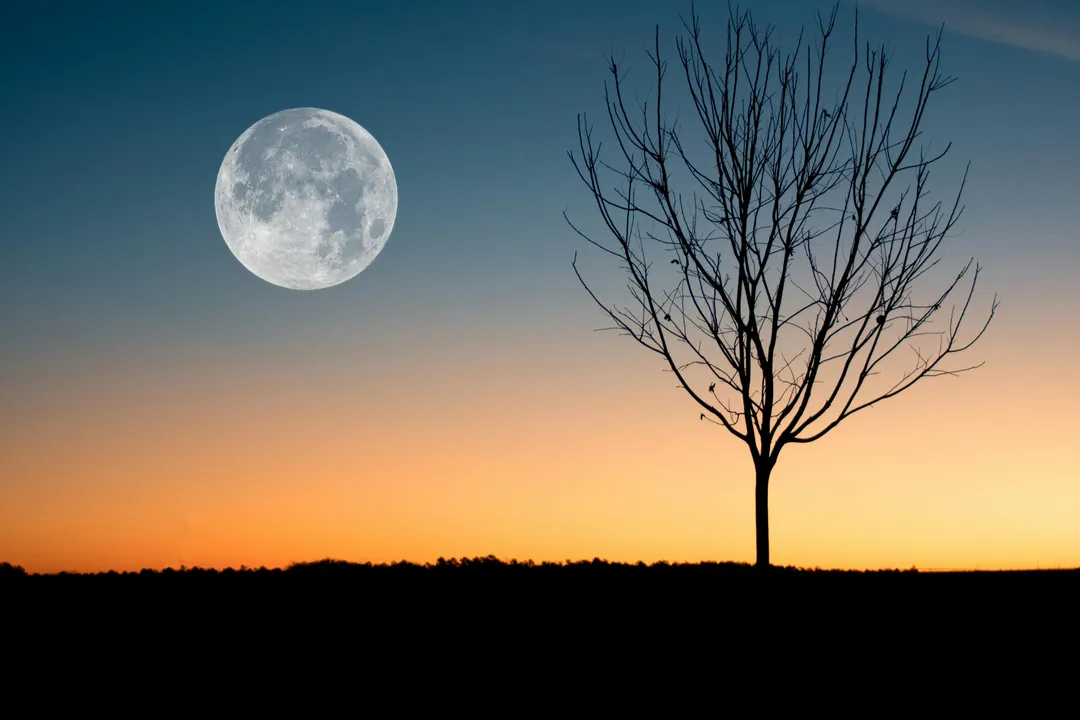 Moon and bare tree silhouette