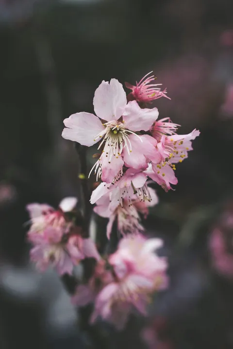 Pink blossoms on branch