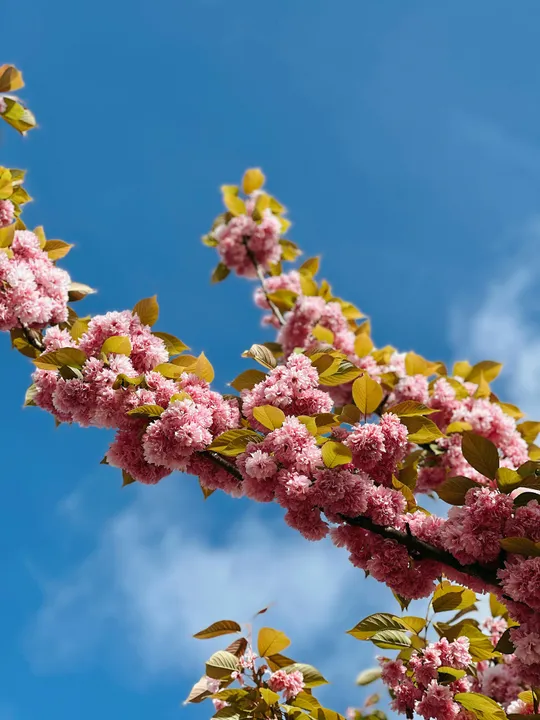 Pink cherry blossoms against blue sky