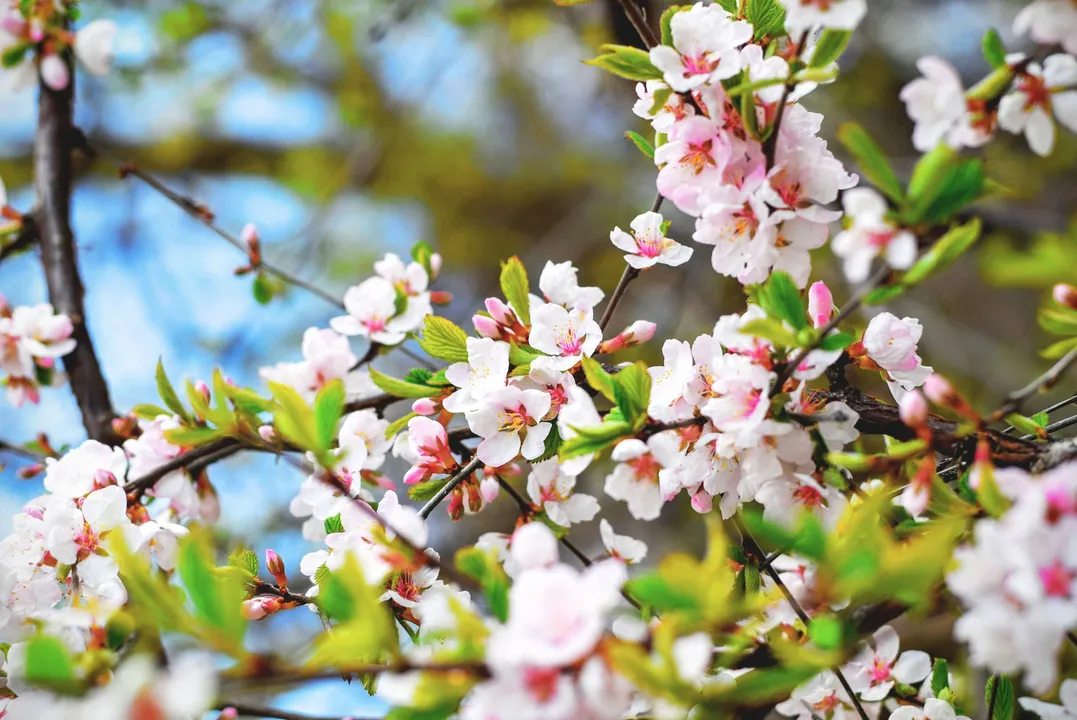 Pink cherry blossoms against blue sky