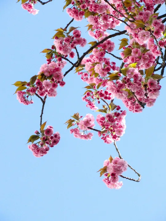 Pink cherry blossoms against blue sky