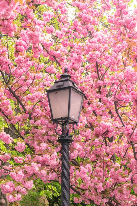 Pink cherry blossoms with lamp post