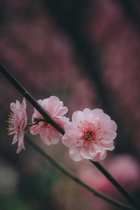 Pink peach blossoms