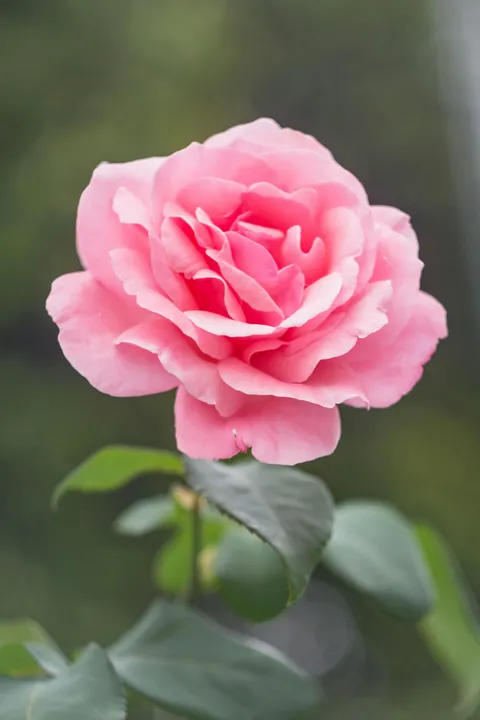 Pink rose
