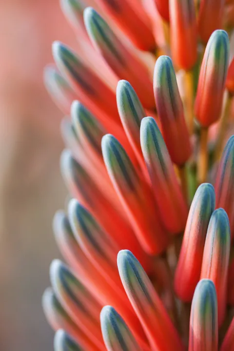 Red aloe spikes