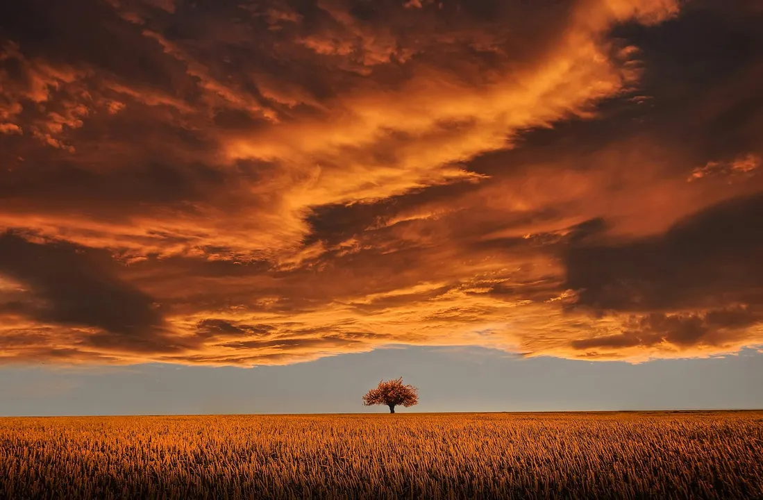 Single tree under dramatic orange sky
