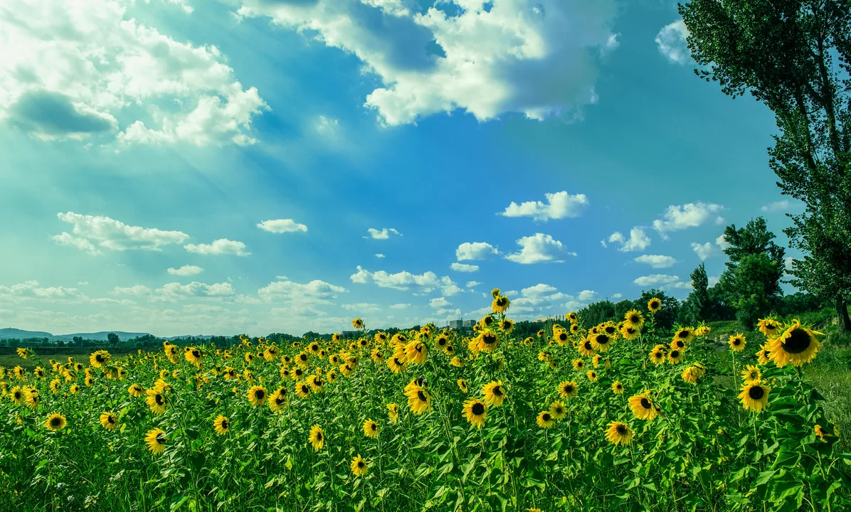 Sunflower field under blue sky
