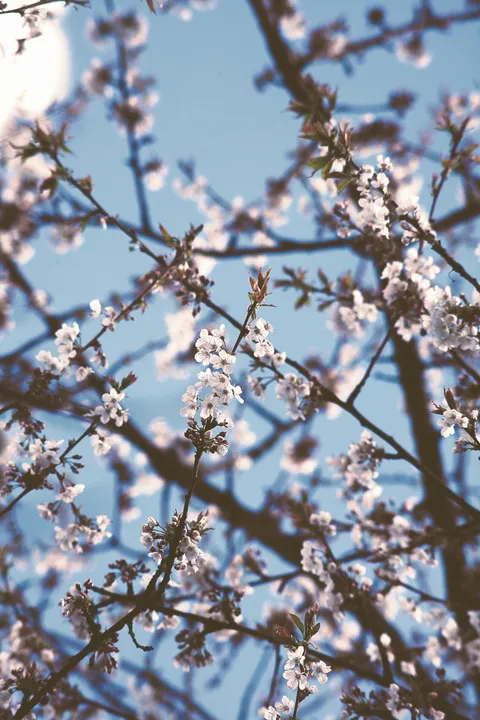 Sunlit Blossom Embrace