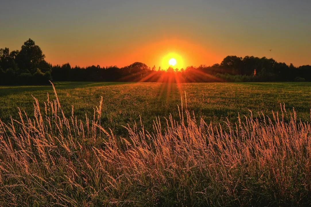 Sunset over field with tall grass