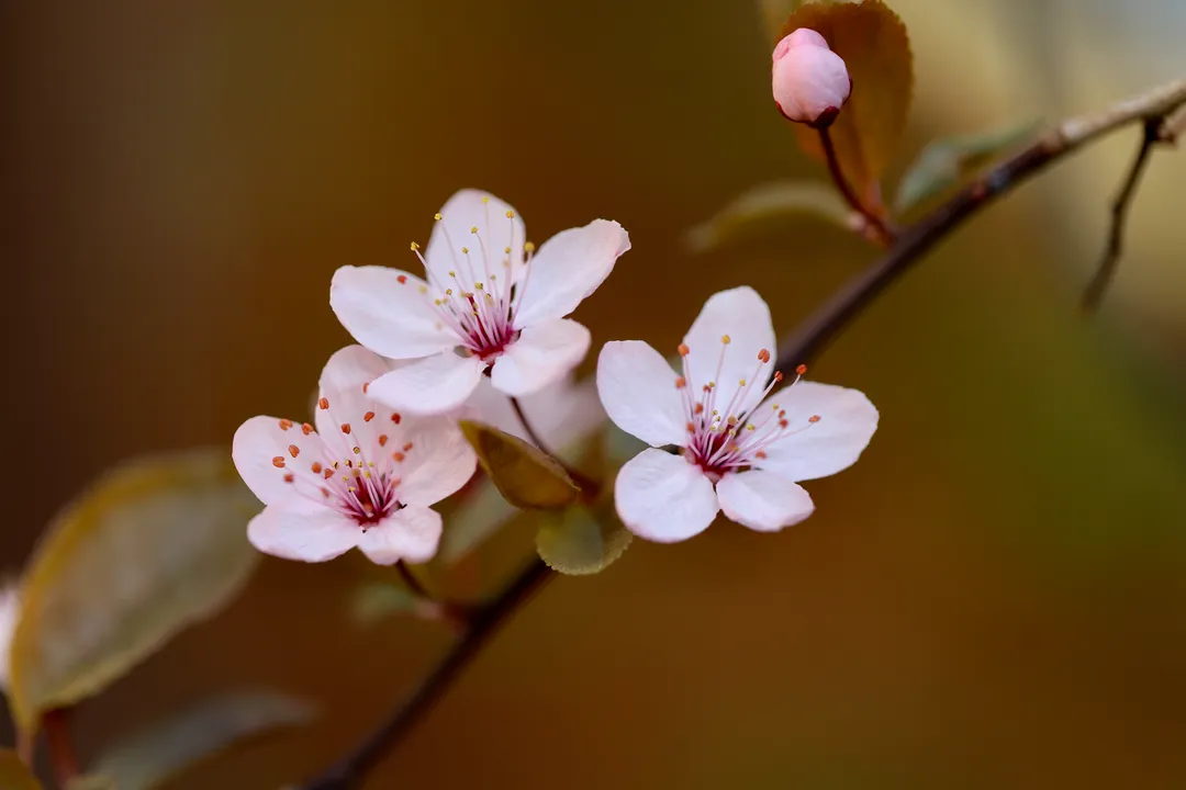 Three pink cherry blossoms