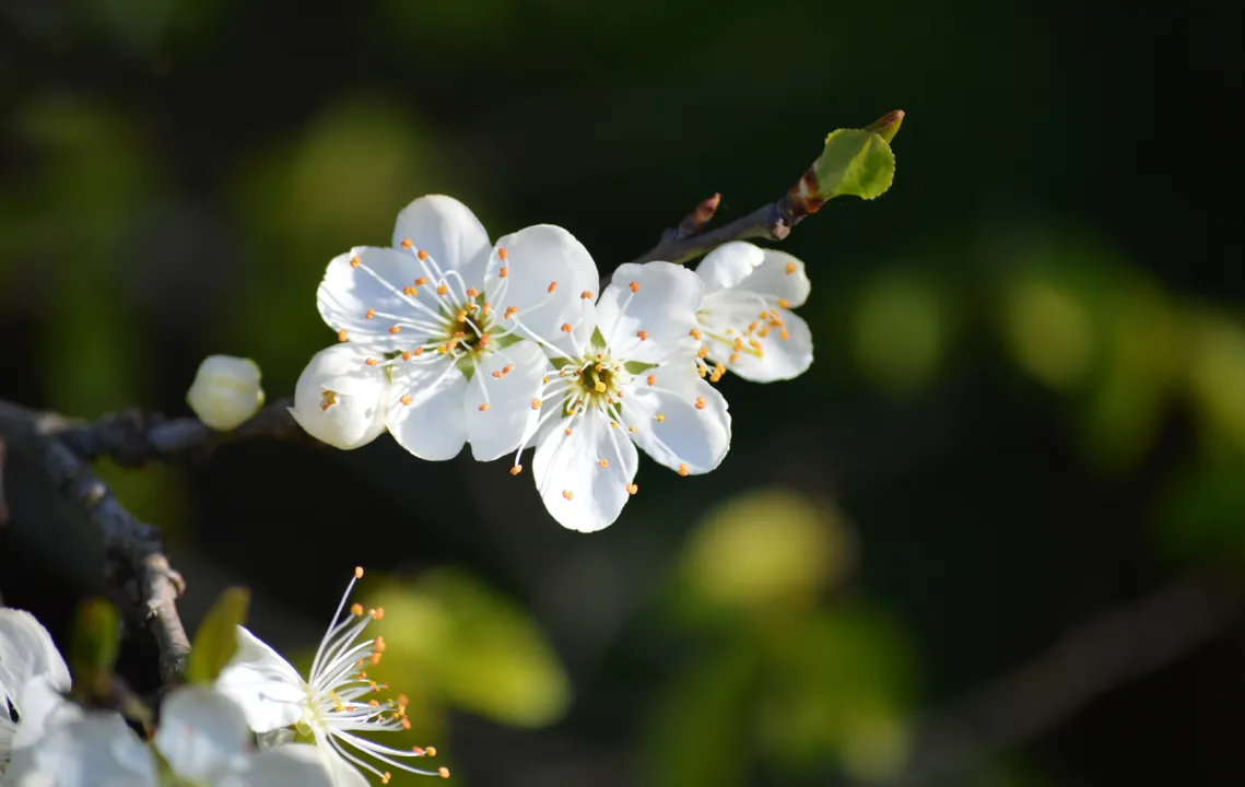Three white plum blossoms