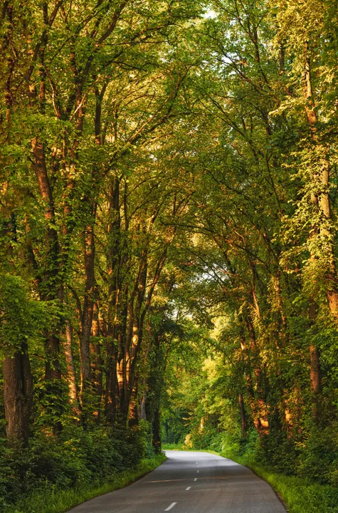 Tree-lined road
