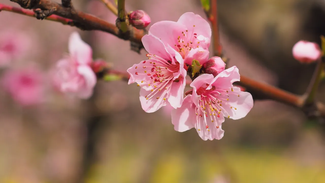 Two pink peach blossoms