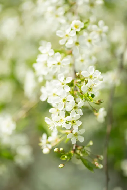 White blossoms with green background