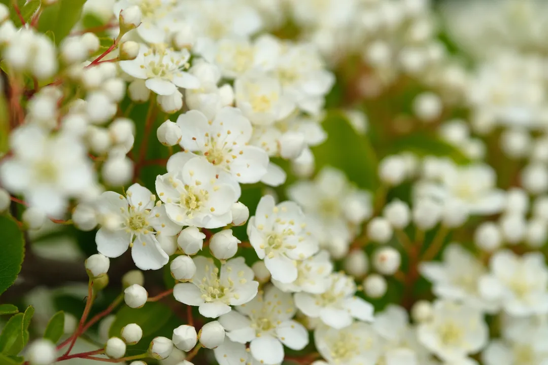 White cherry blossoms