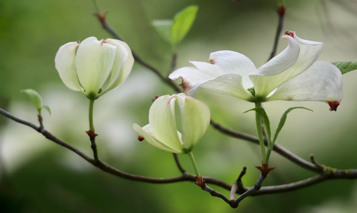White dogwood flowers
