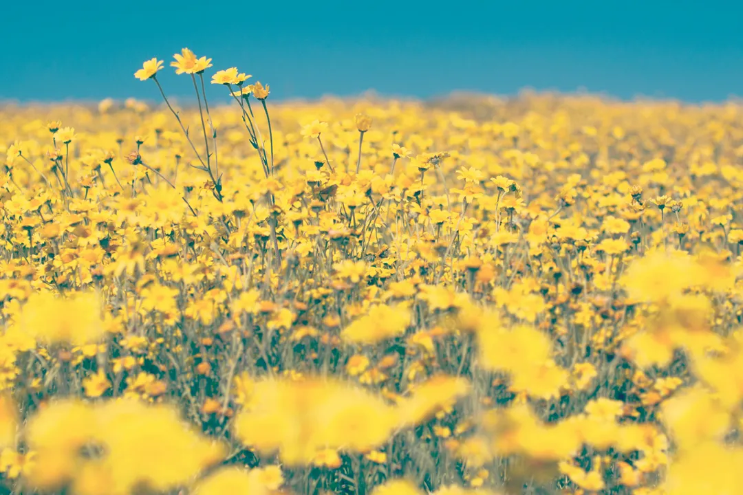 Yellow flower field